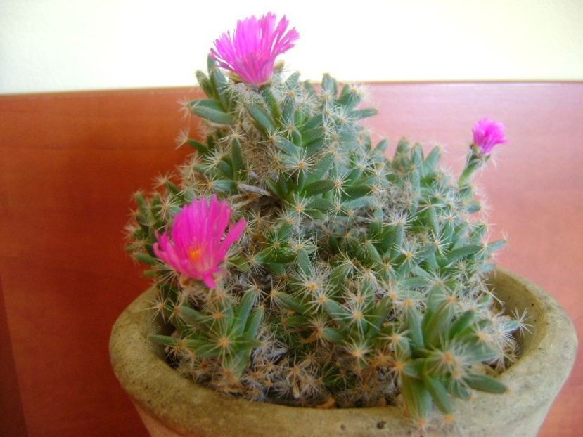 Trichodiadema densum - Suculente 2018