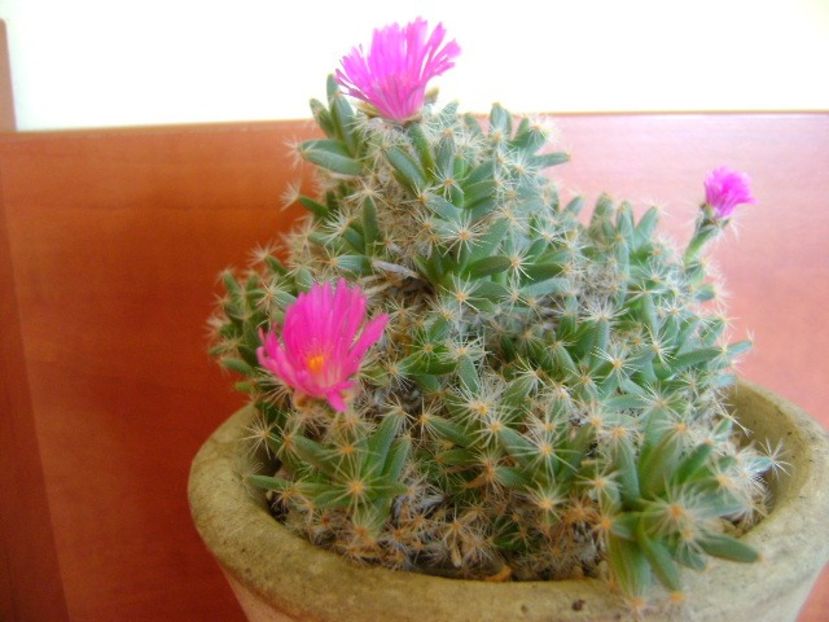Trichodiadema densum - Suculente 2018