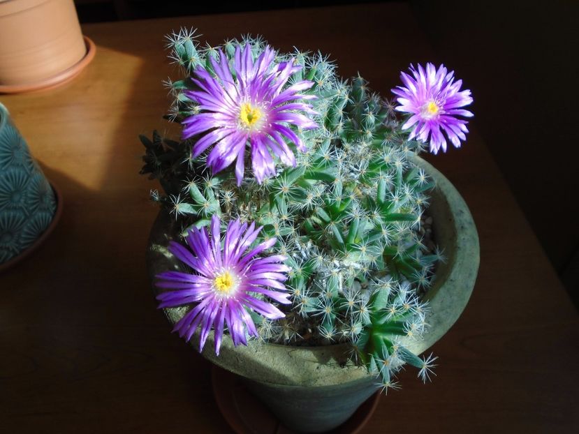 Trichodiadema densum - Suculente 2018