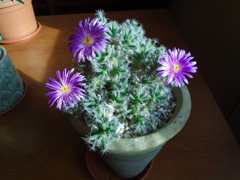 Trichodiadema densum - Suculente 2018