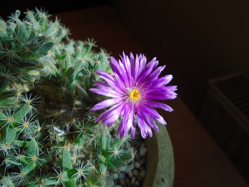 Trichodiadema densum - Suculente 2018