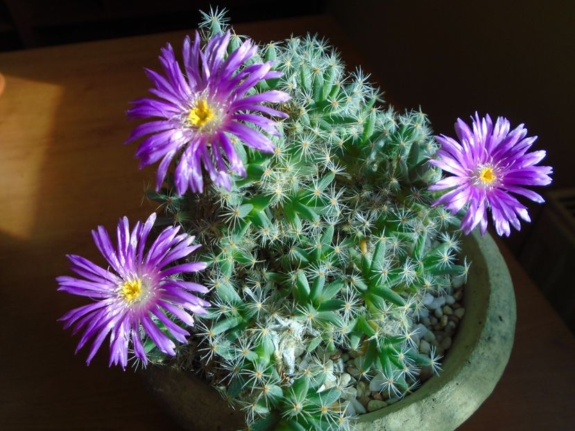 Trichodiadema densum - Suculente 2018