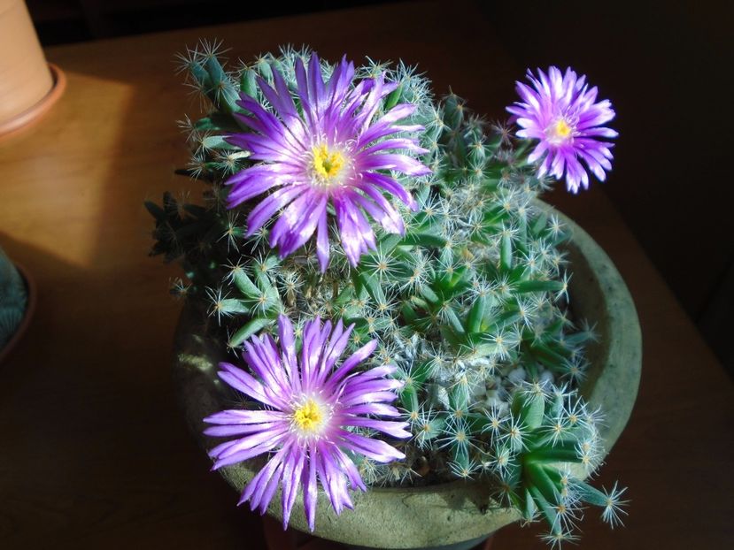 Trichodiadema densum - Suculente 2018