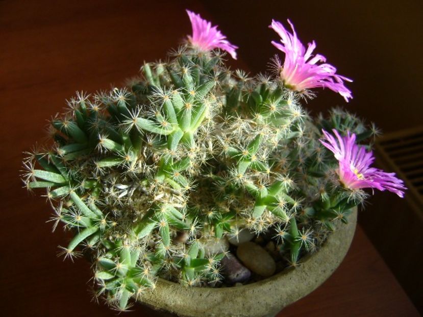 Trichodiadema densum - Suculente 2018