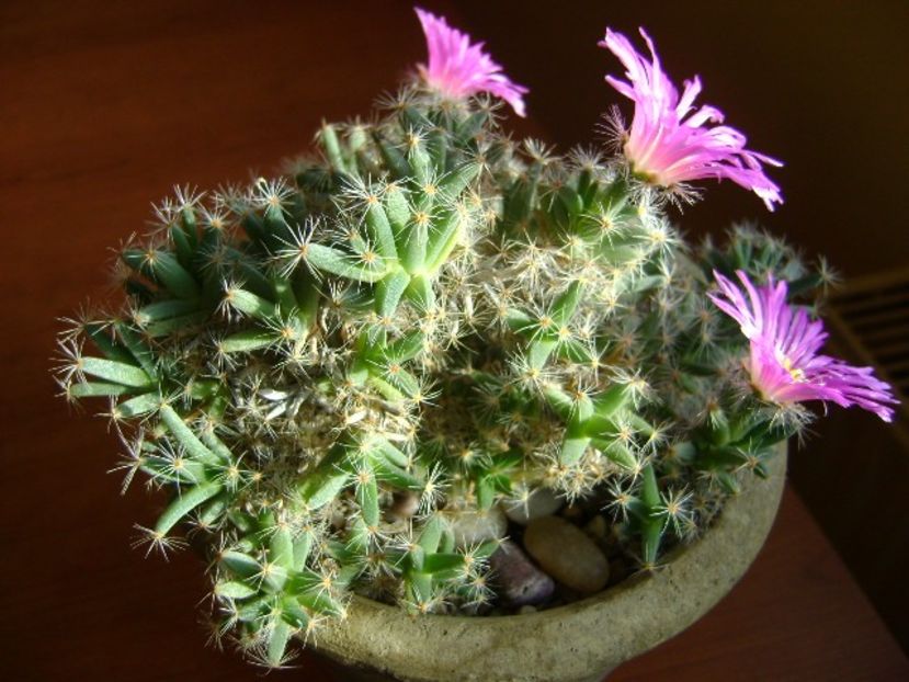 Trichodiadema densum - Suculente 2018