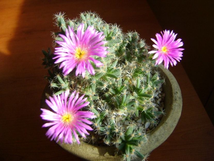 Dec. 2018: Trichodiadema densum - Flori in plina iarna