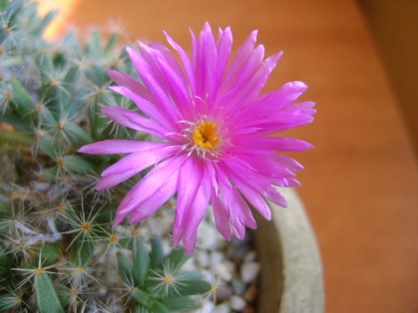 Dec. 2018: Trichodiadema densum - Flori in plina iarna