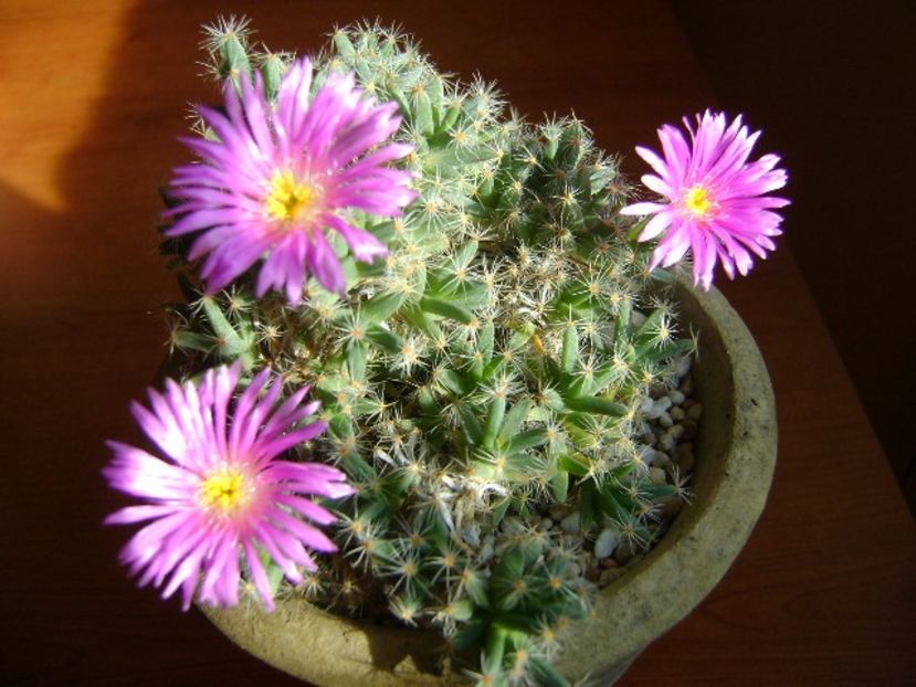 Dec. 2018: Trichodiadema densum - Flori in plina iarna