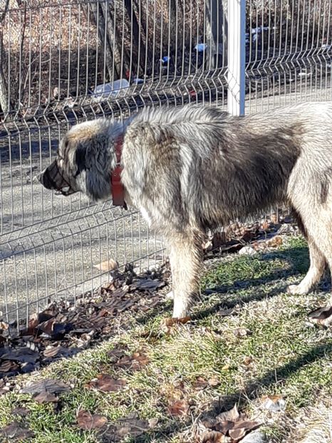  - King ciobanesc carpatin