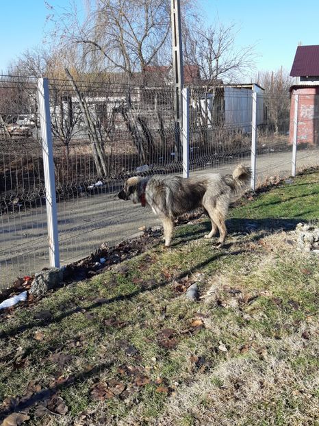  - King ciobanesc carpatin