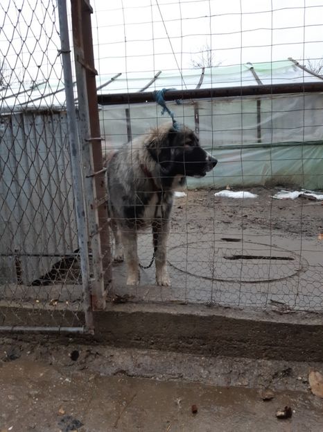  - King ciobanesc carpatin