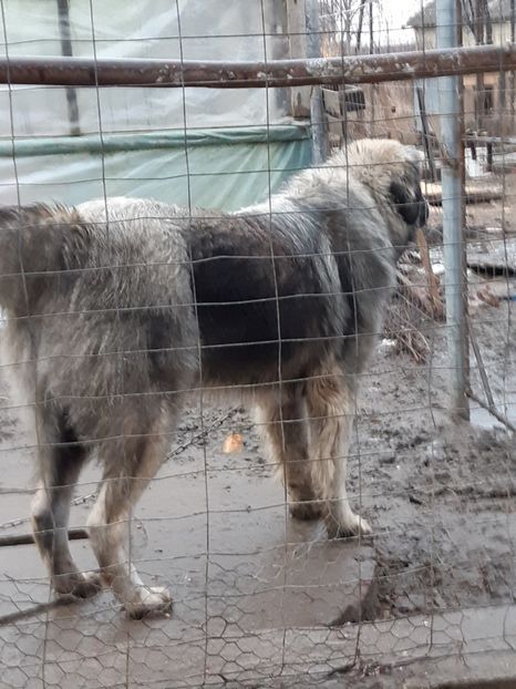  - King ciobanesc carpatin