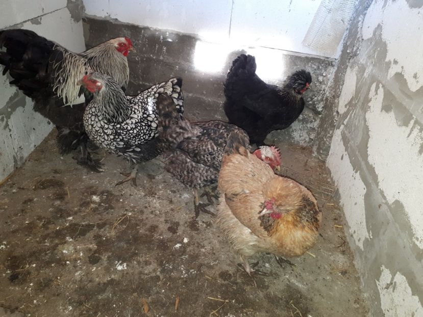  - GAINI MARI MOTATE BARBOASE SI GOLASE- matca 2019