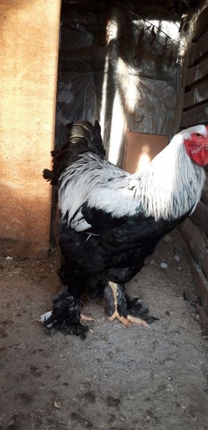  - BRAHMA HERMINAT INCHIS DE VANZARE