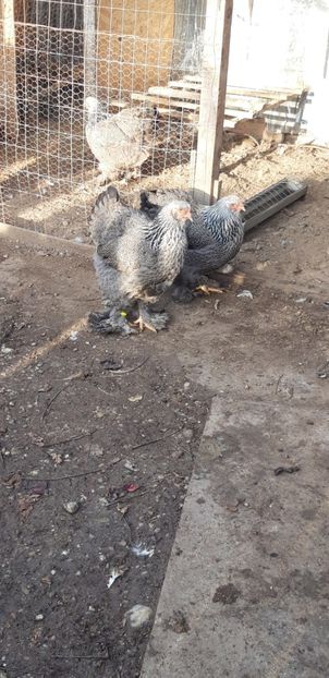  - BRAHMA HERMINAT INCHIS DE VANZARE