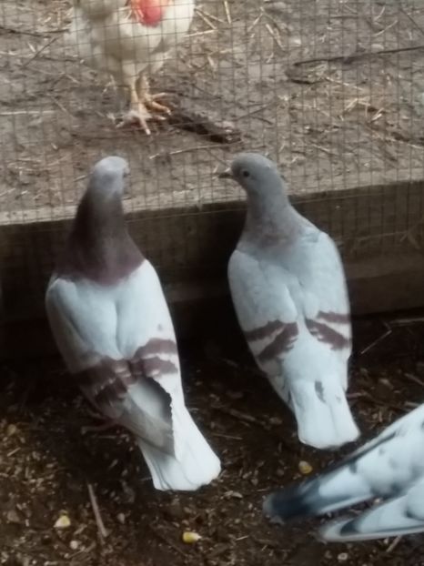  - Pereche de voiajori sidefii