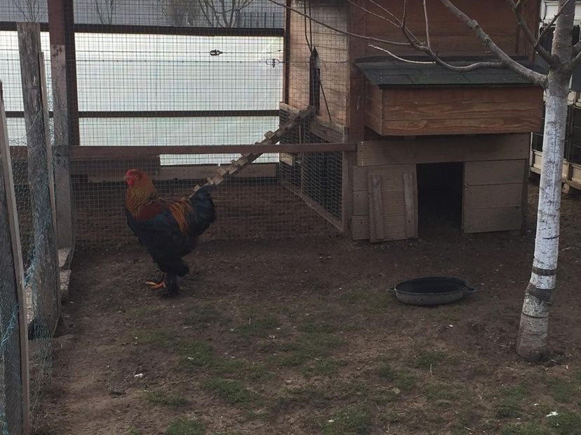 Cocosul pentru matca 2019 - C-Brahma Matca