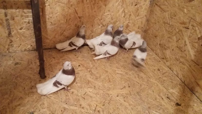 received_1090140397834440 - 9-Dungat Romanesc