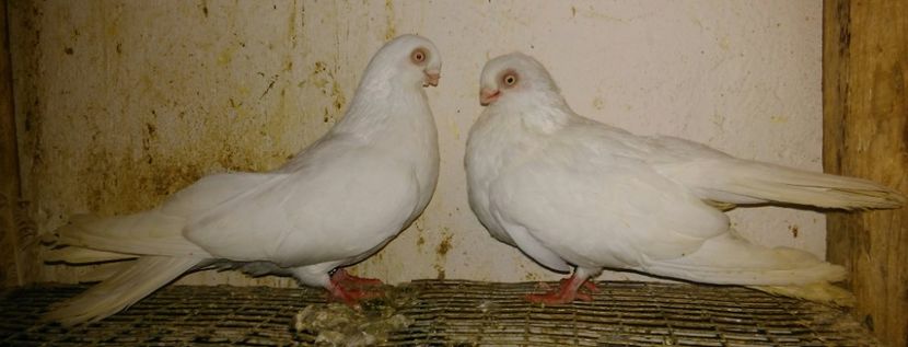 Albi, dr F, stg M - cuplul 2 - Cupluri matca 2019