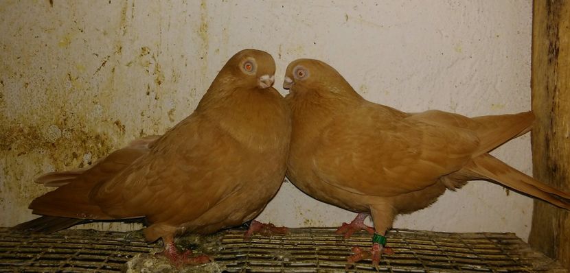 Galbeni, dr F, stg M - cuplul 1 - Cupluri matca 2019