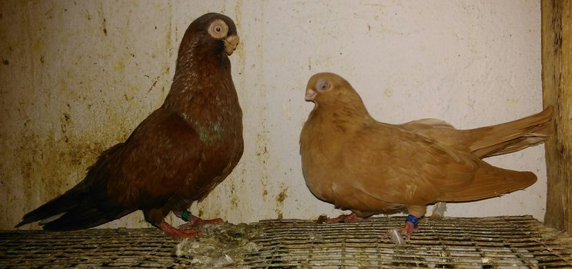 Rosu M, galbena F - cuplul 1 - Cupluri matca 2019