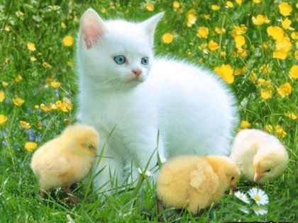 GFLWVXUWJSKVGSGZZHX - animale
