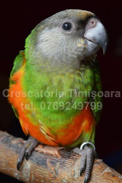  - papagali Senegal