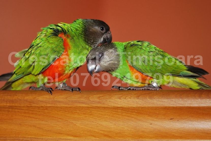  - papagali Senegal