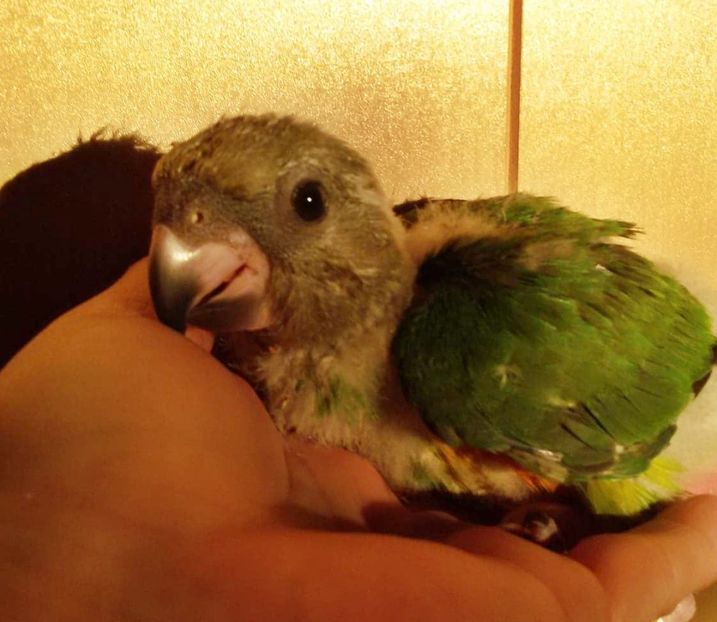 puiSenegal 19 - papagali Senegal