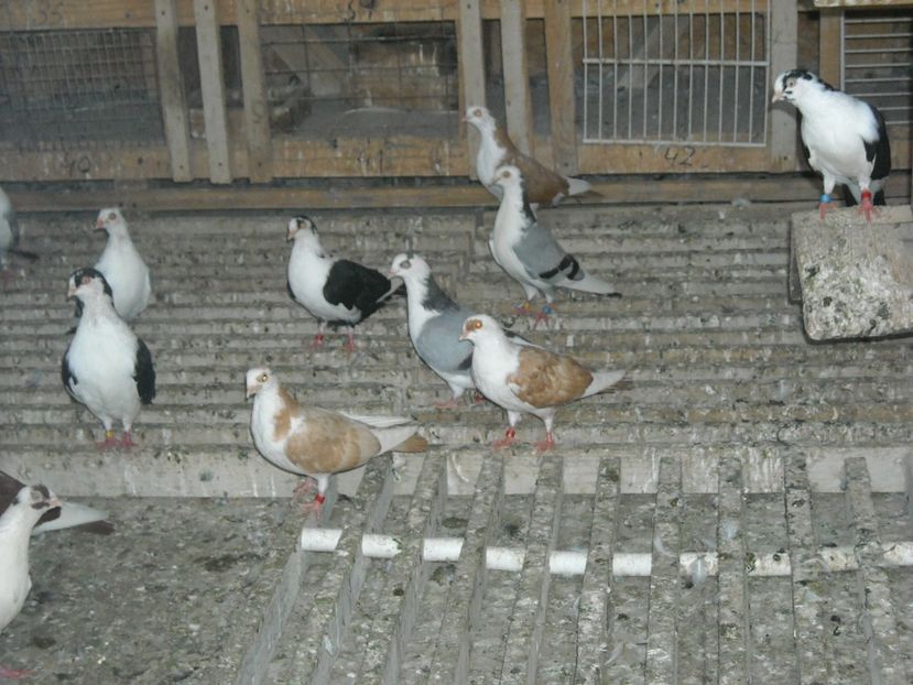  - DE PRIN PORUMBARIE