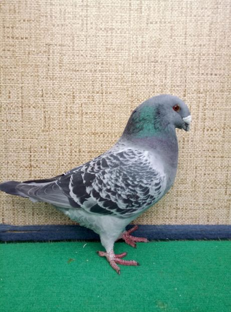 1-0 2018 pret 50 lei - 2019 ASR De VANZARE