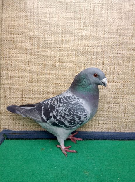 Aceelasi - 2019 ASR De VANZARE