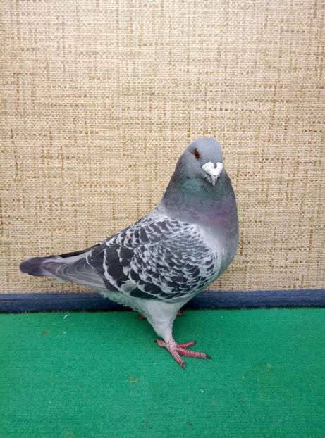 Aceelasi - 2019 ASR De VANZARE