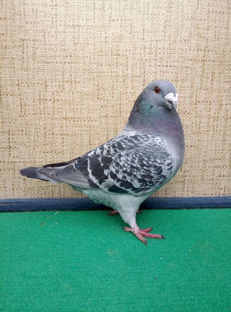 Aceelasi - 2019 ASR De VANZARE