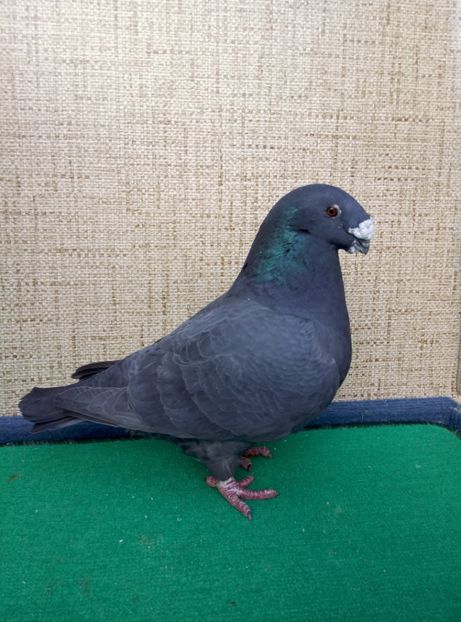 Aceeasi - 2019 ASR De VANZARE