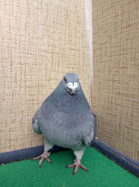 1-0 2018 pret 100 lei - 2019 ASR De VANZARE