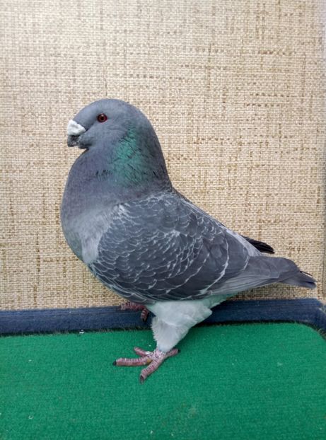 Aceelasi - 2019 ASR De VANZARE