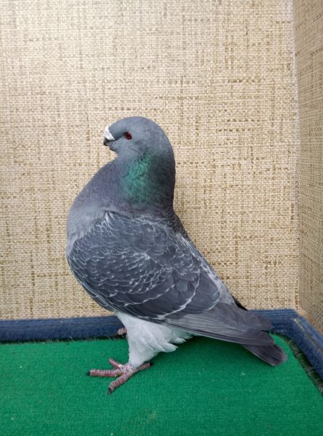 Aceelasi - 2019 ASR De VANZARE