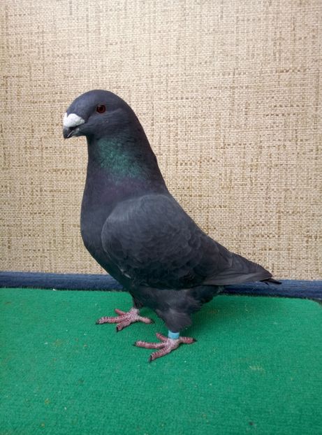 0-1? 2018 pret 70 lei - 2019 ASR De VANZARE