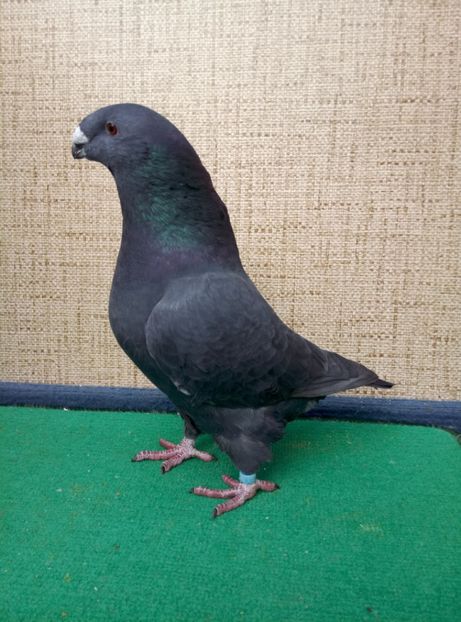 Aceeasi - 2019 ASR De VANZARE