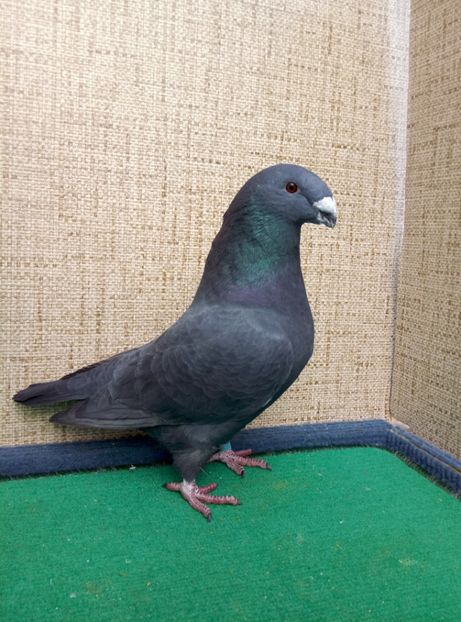 Aceeasi - 2019 ASR De VANZARE