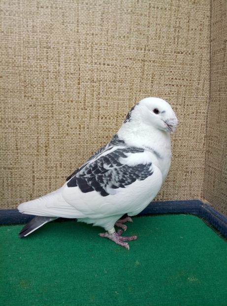 Rezervata - 2019 ASR De VANZARE