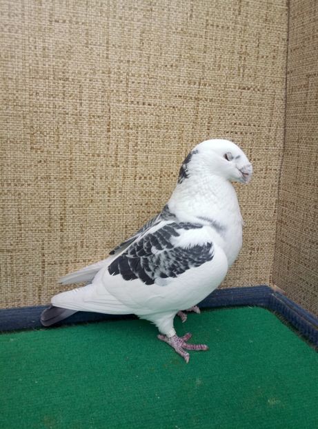 Aceeasi - 2019 ASR De VANZARE