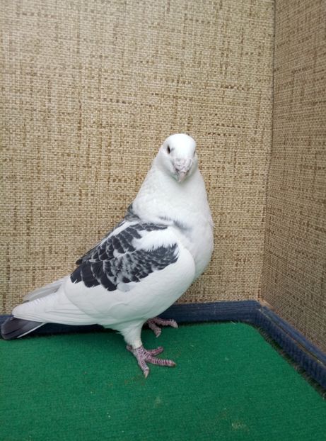 Aceeasi - 2019 ASR De VANZARE