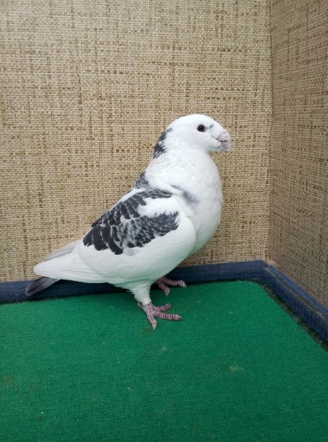 Aceeasi - 2019 ASR De VANZARE