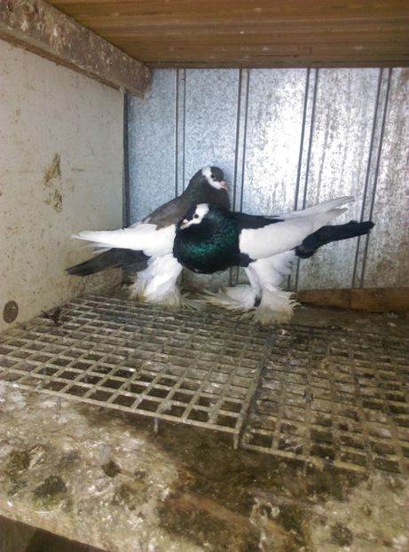  - gusat ceh sau maltez