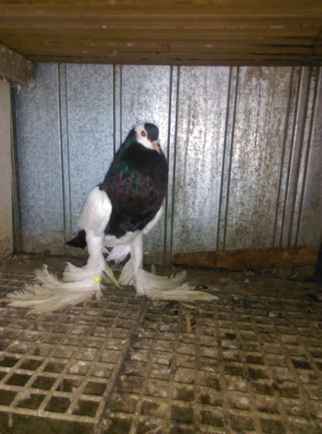  - gusat ceh sau maltez