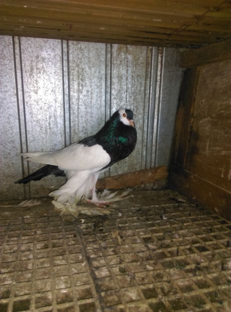  - gusat ceh sau maltez