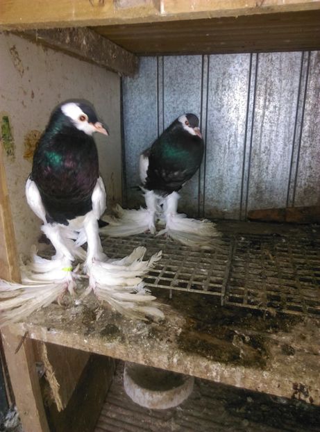  - gusat ceh sau maltez