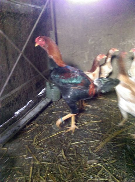  - Combatant malaez 2018-2019